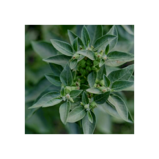 Ashwagandha teinture mère 50 ml — Herboristerie Desjardins