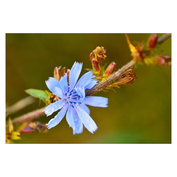 Chicoree Racine (Cichorium intybus) séchée en vrac