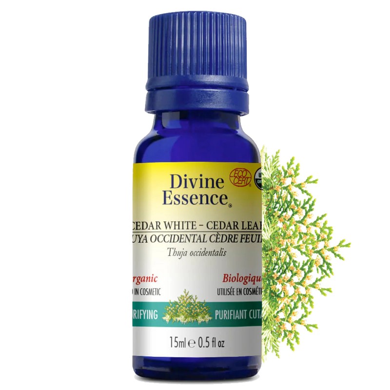 Huile essentielle Thuya Occidental (Cèdre feuille) Biologique 15 ml — Herboristerie Desjardins