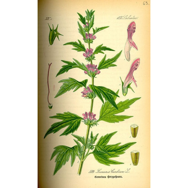 Agripaume (Leonurus cardiaca) séchée en vrac