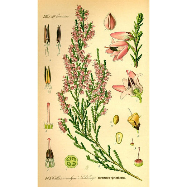 Bruyère (Calluna vulgaris) séchée en vrac