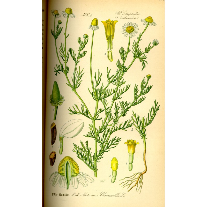 Camomille Allemande BIO séchée en vrac — Herboristerie Desjardins