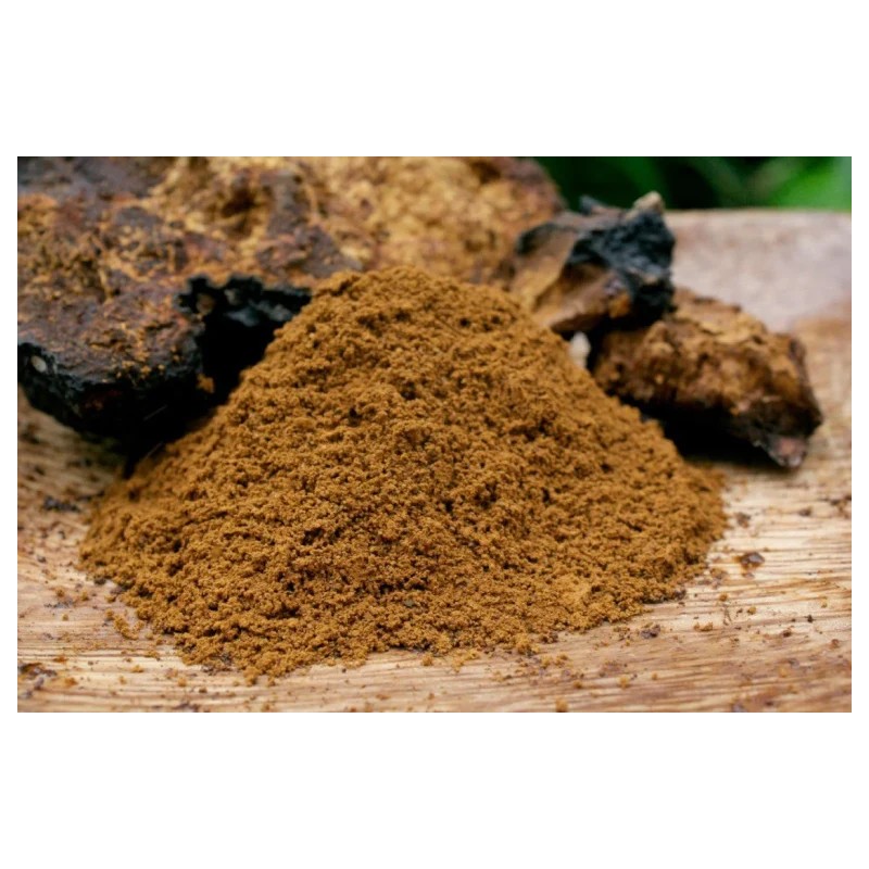 Chaga (poudre) - Inonotus obliquus — Herboristerie Desjardins