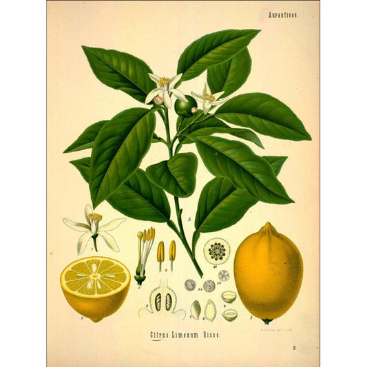 Citron Ecorce (pelure coupée) séchée en vrac — Herboristerie Desjardins