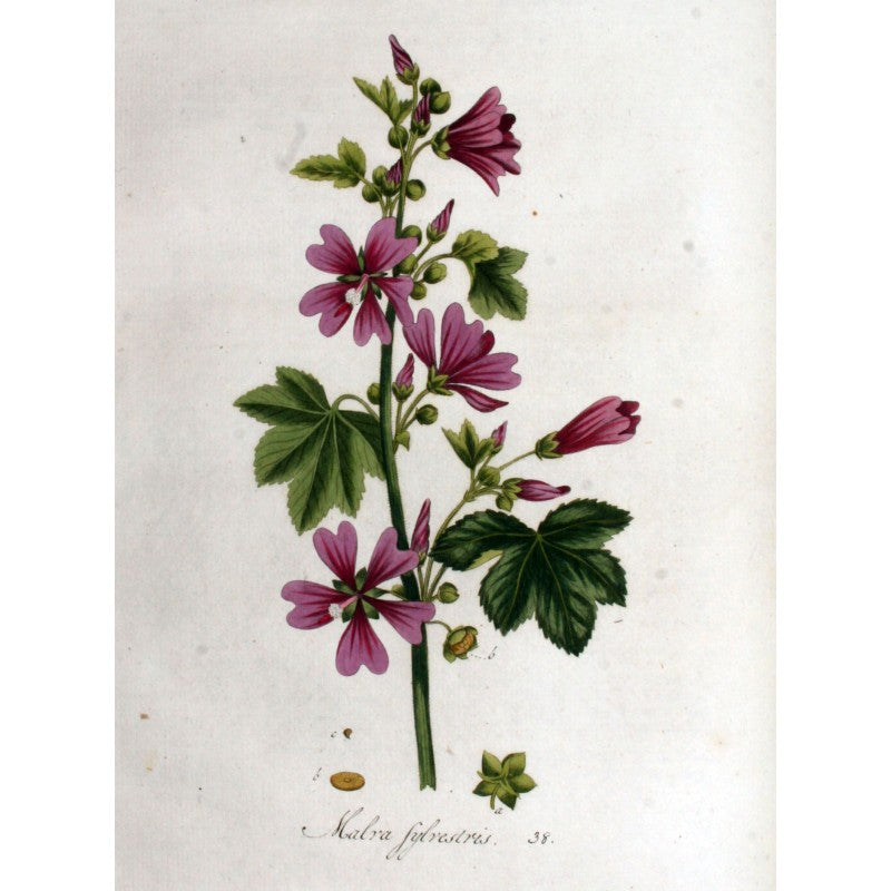 Mauve feuille séchée en vrac — Herboristerie Desjardins