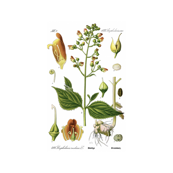 Scrofulaire (Scrofularia nodosa) séchée en vrac
