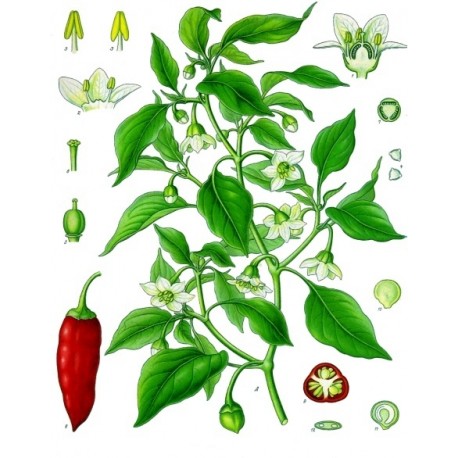 Cayenne moulu en vrac — Herboristerie Desjardins
