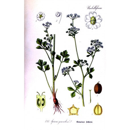 Céleri moulu (Apium graveolens) en vrac