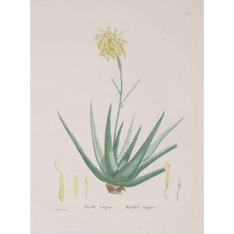 Aloes poudre bio (Aloe ferox) séchée en vrac