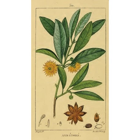Anis étoilé (Illicium verum) en vrac