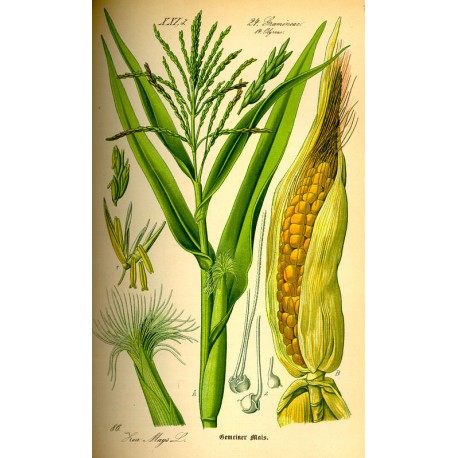 Barbe de Mais (Zea mays) séchée en vrac