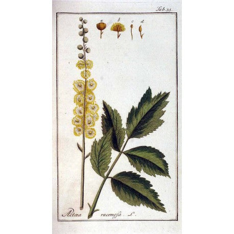 Actée à grappes noires (Actaea racemosa) séchée en vrac