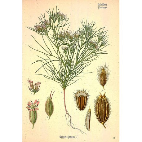 Cumin (graine) en vrac — Herboristerie Desjardins