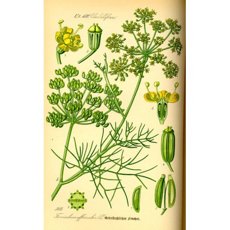 Fenouil