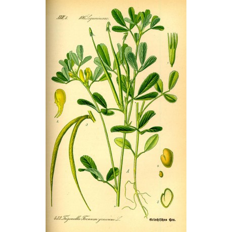 Fenugrec (graine) en vrac — Herboristerie Desjardins
