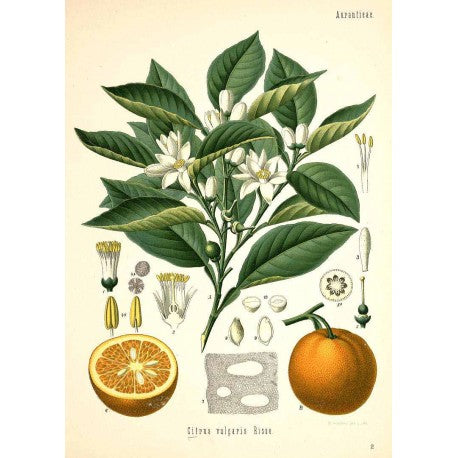 Fleur d'oranger (Néroli) séchée en vrac — Herboristerie Desjardins