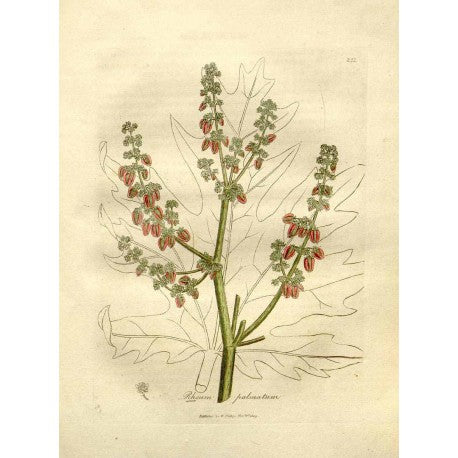 Rhubarbe Racine séchée en vrac — Herboristerie Desjardins