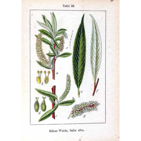 Saule Ecorce (Blanc) séchée en vrac — Herboristerie Desjardins