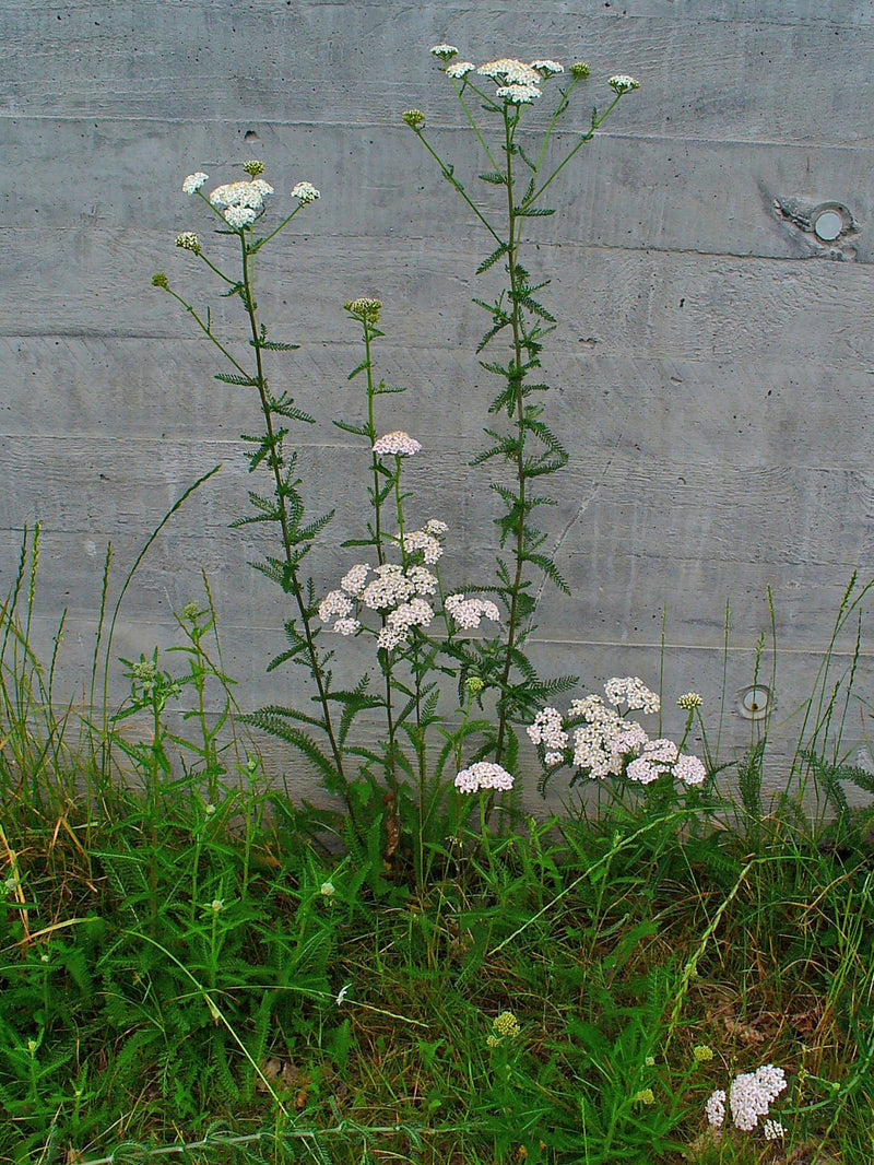 Achillée millefeuille