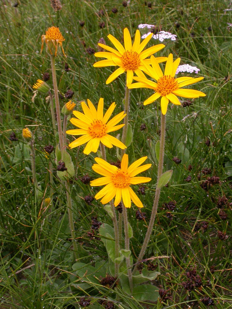 Tabac du diable (Arnica)