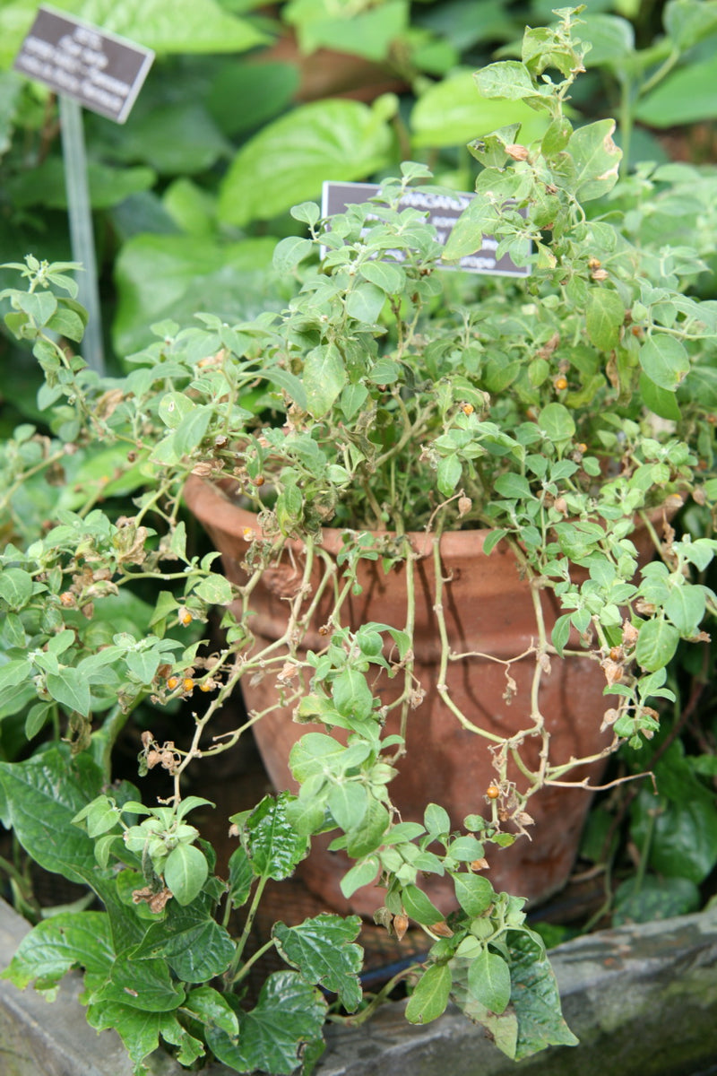 Ashwagandha