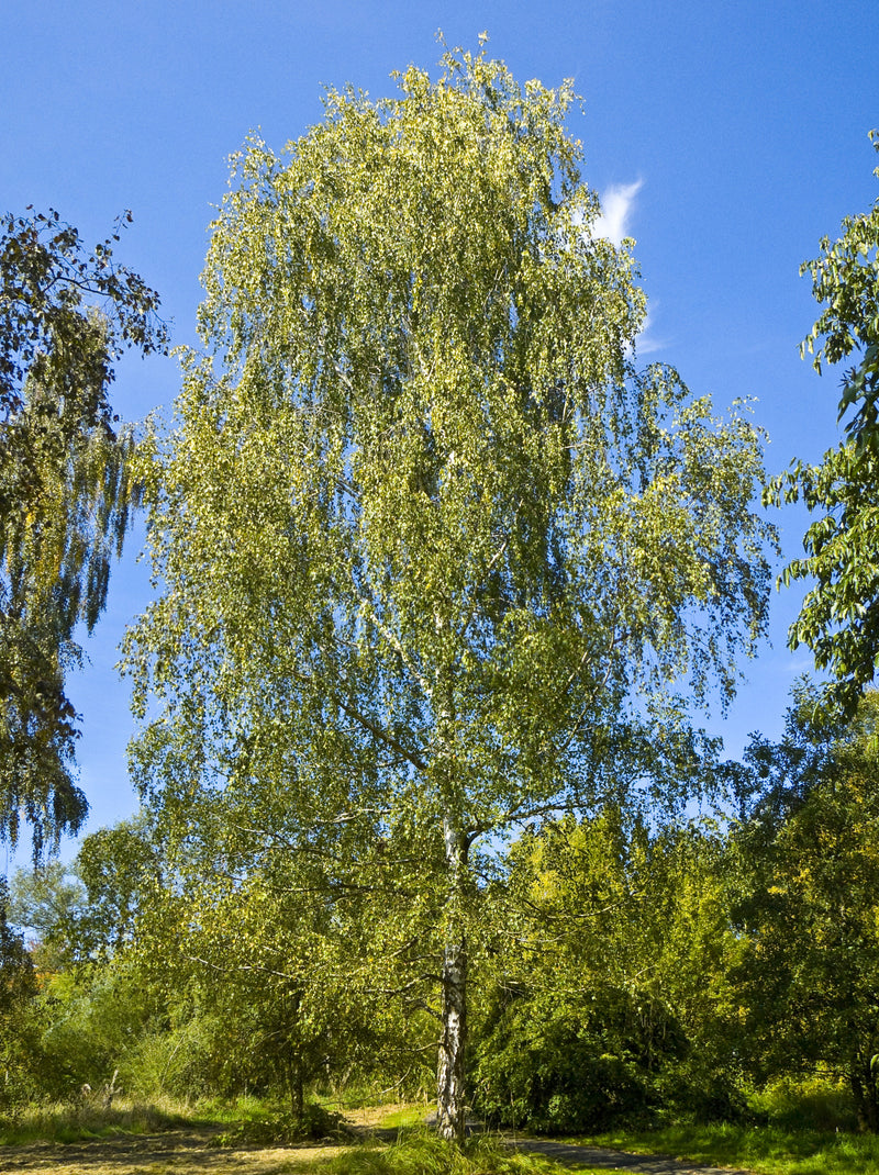 Sève de bouleau