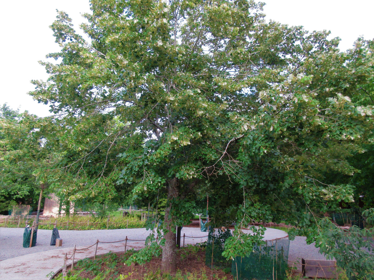 Carpentra (tilleul complet) séché en vrac