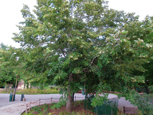 Carpentra (tilleul complet) séché en vrac
