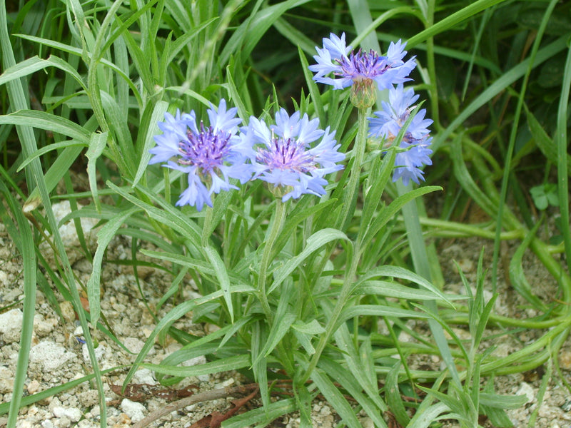 Centaurée
