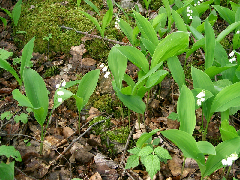 Muguet