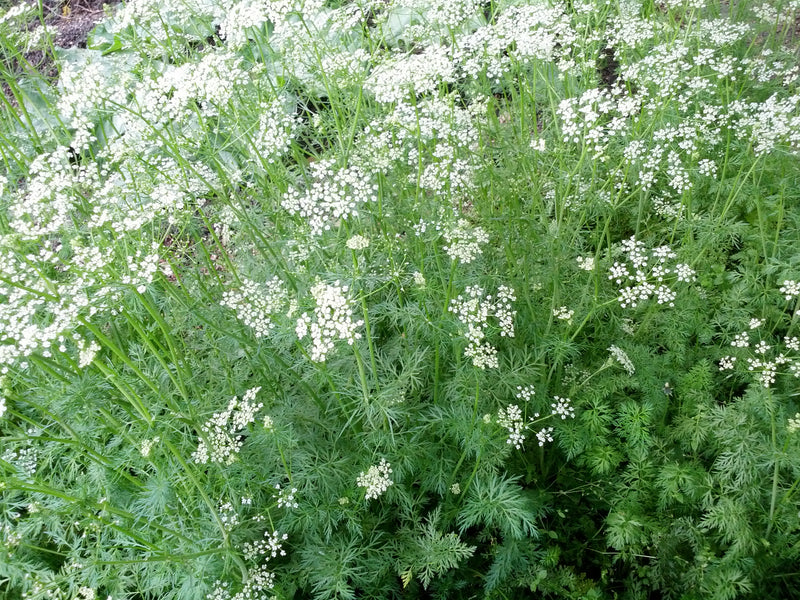 Cumin