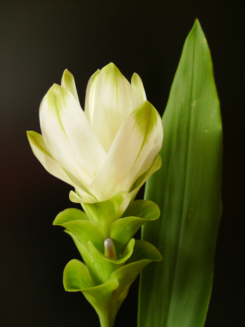 Curcuma