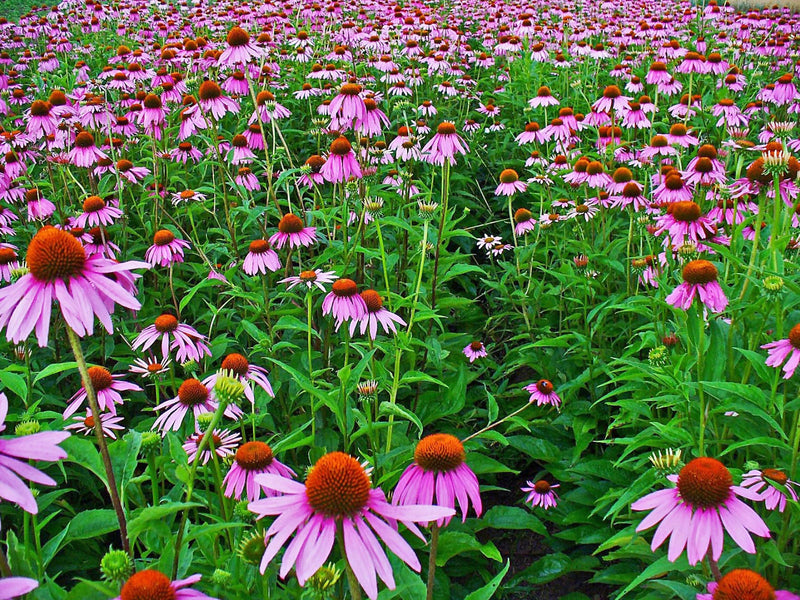 Rudbeckie