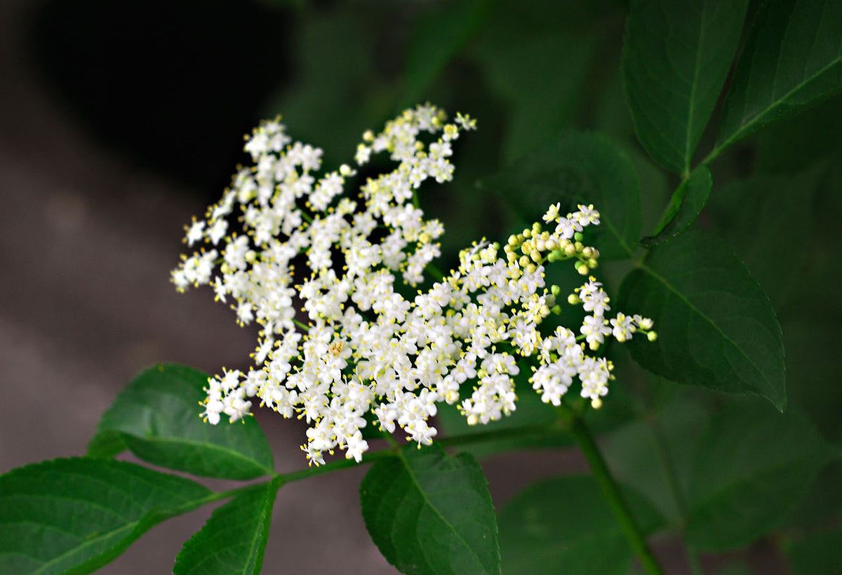 Sureau fleur (Sambucus nigra) séché en vrac