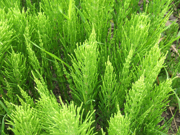 Prêle des champs (Equisetum arvense) séchée en vrac