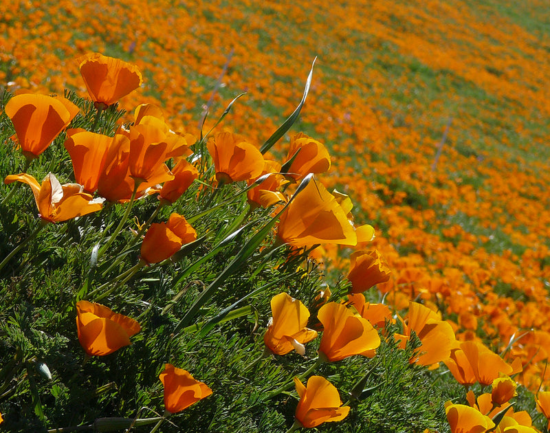 Pavot de Californie