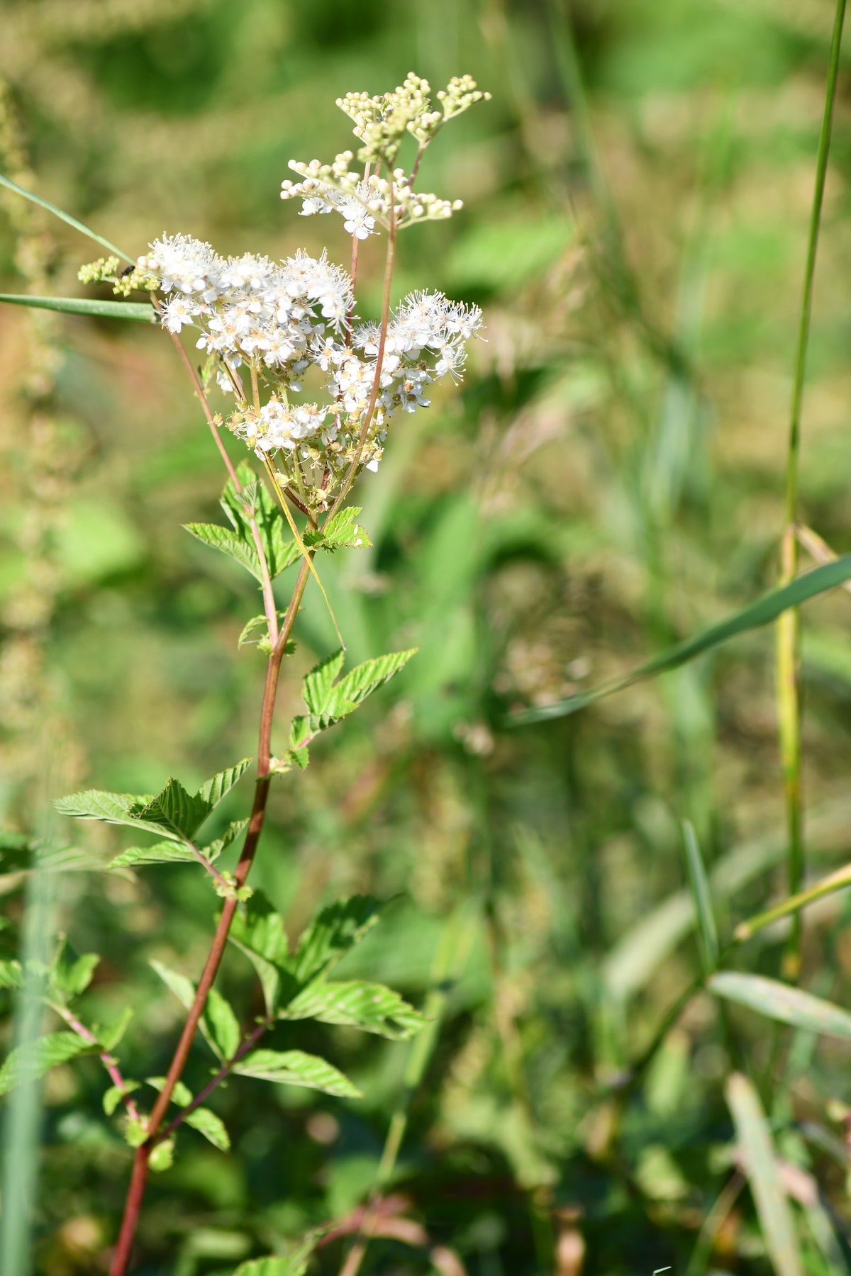 Reine des prés (Filipendula ulmaria) séchée en vrac