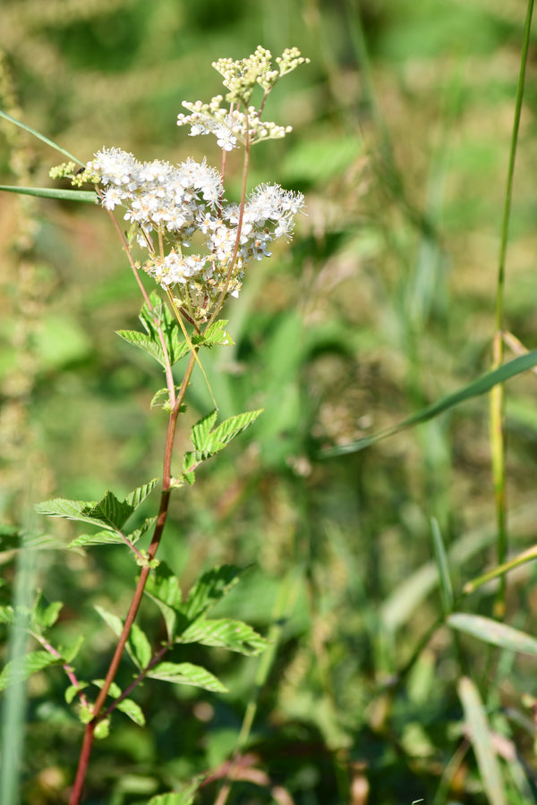 Reine des prés (Filipendula ulmaria) séchée en vrac