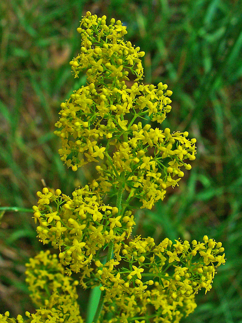 Caille-lait