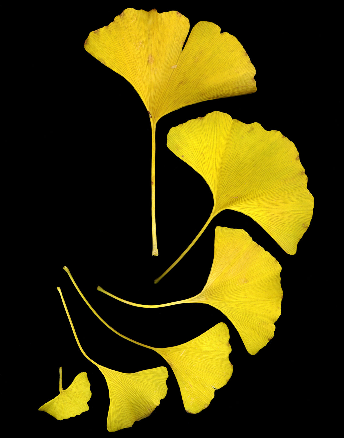 Ginkgo Synergique — teinture mère