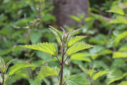 Ortie racine (Urtica dioica) séchée en vrac