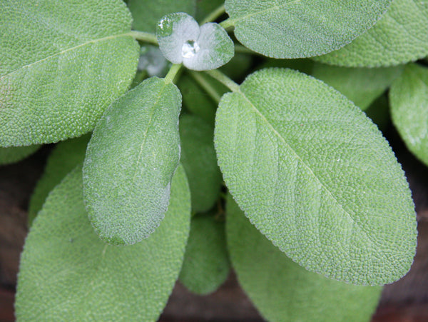 Sauge coupé (Salvia officinalis) séchée en vrac