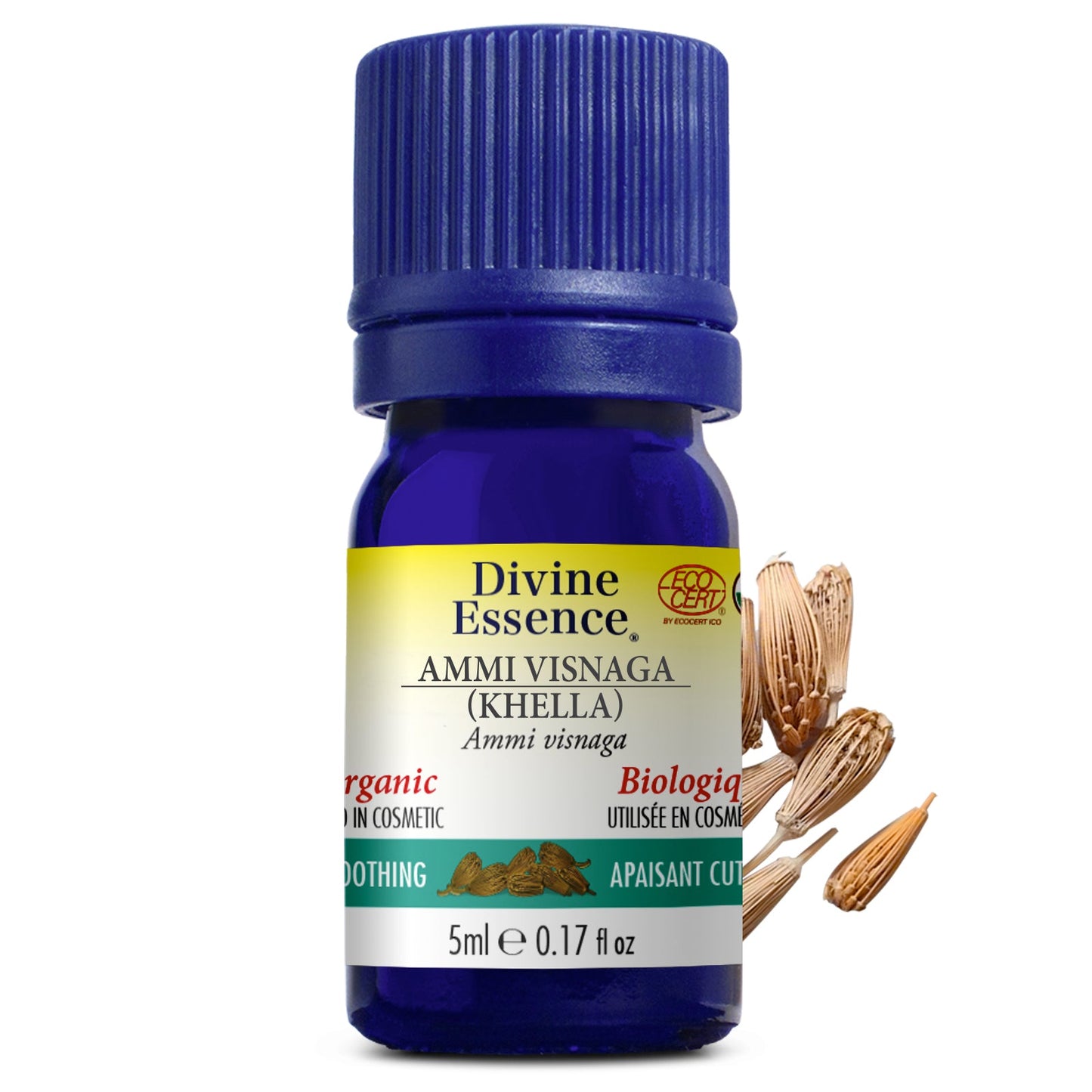 Ammi Visnaga (Khella) Biologique — Divine Essence