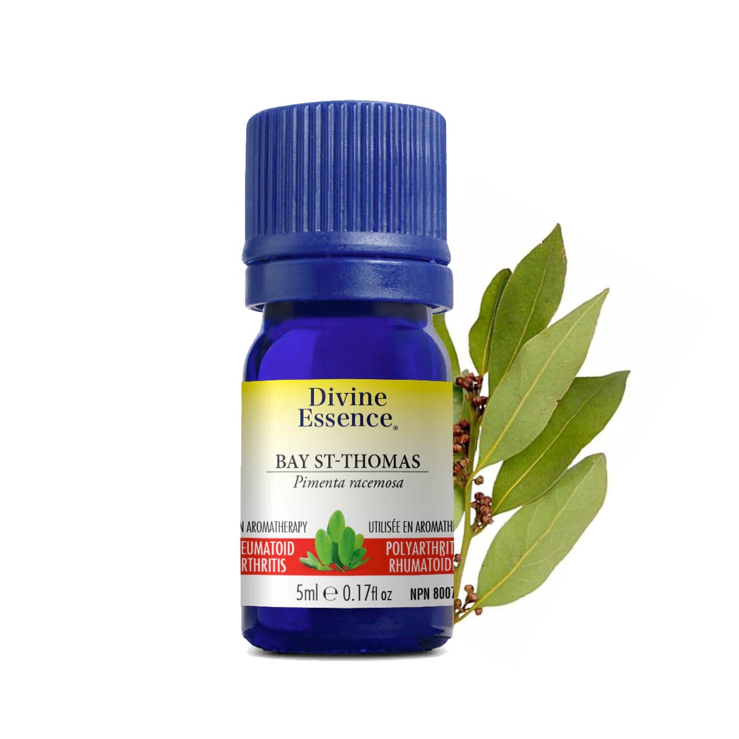 Bay St-Thomas Conventionnel — Divine Essence