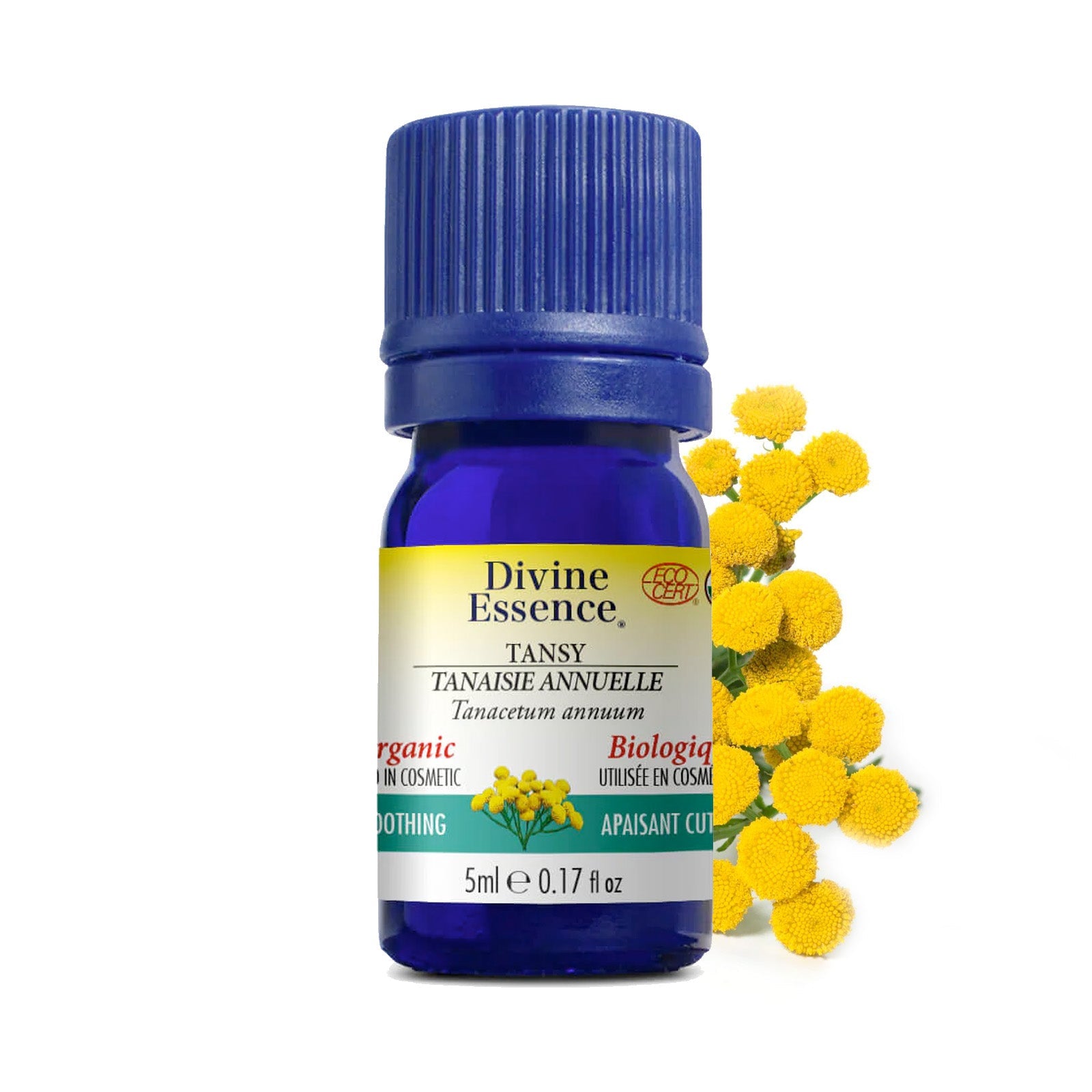 Camomille - Bleue (Tanaisie) Biologique