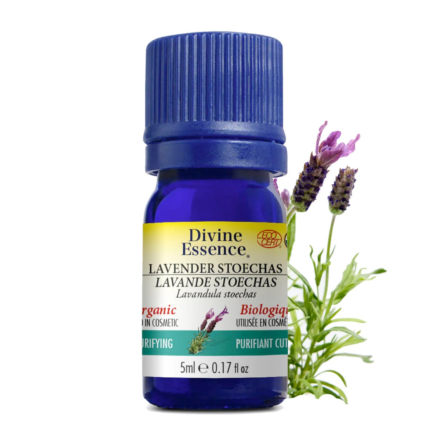 Lavande Stoechas Biologique