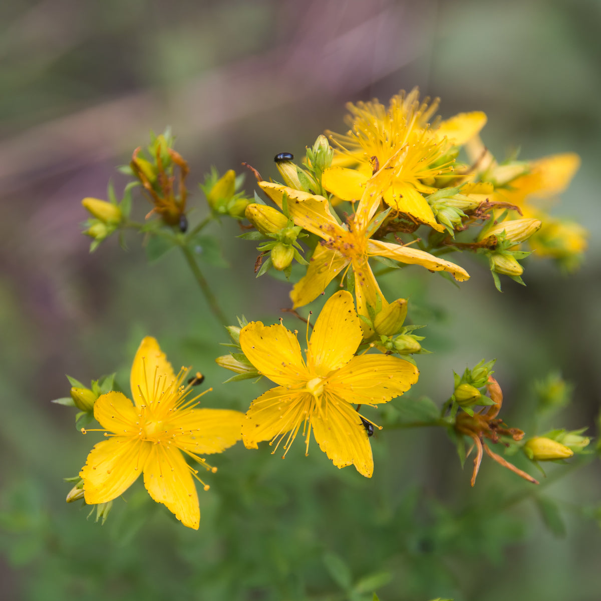 Millepertuis (Hypericum perforatum) séché en vrac