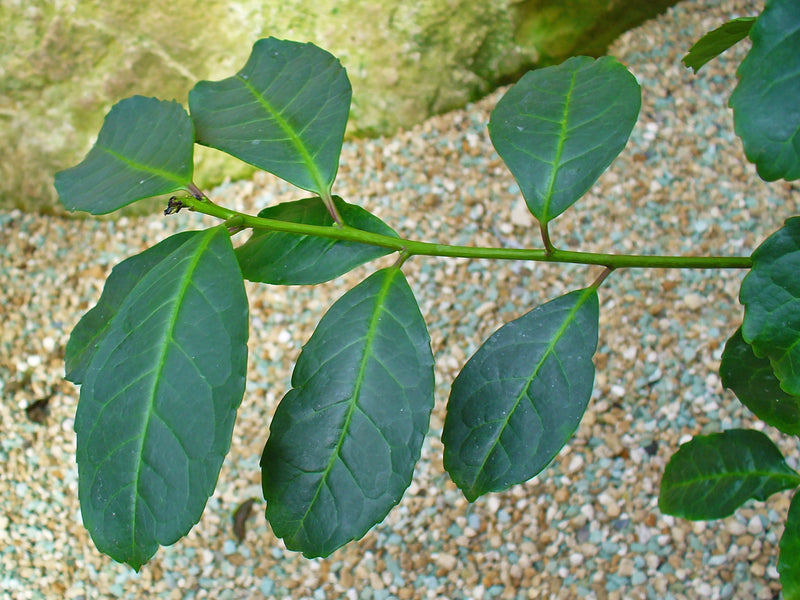 Yerba maté