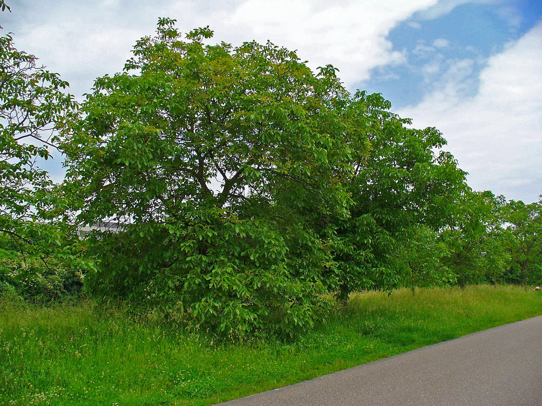 Noyer Feuille (Juglans regia) séché en vrac