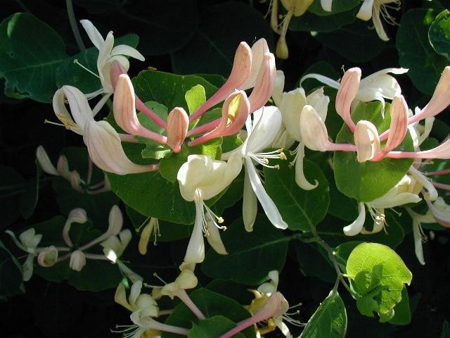 Chèvrefeuille